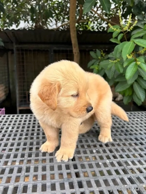 Golden Retriever-Welpen WhatsApp: (15510055069)