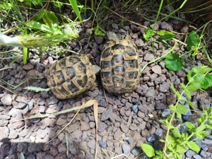 Landschildkröten 
