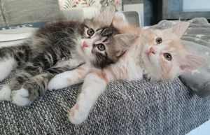 Sehr vermuste Sibirische Katerchen 