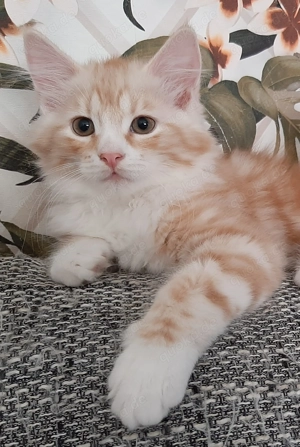 Sehr vermuste Sibirische Katerchen  Bild 4