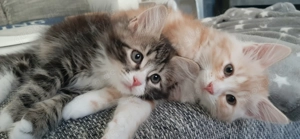 Sehr vermuste Sibirische Katerchen  Bild 2