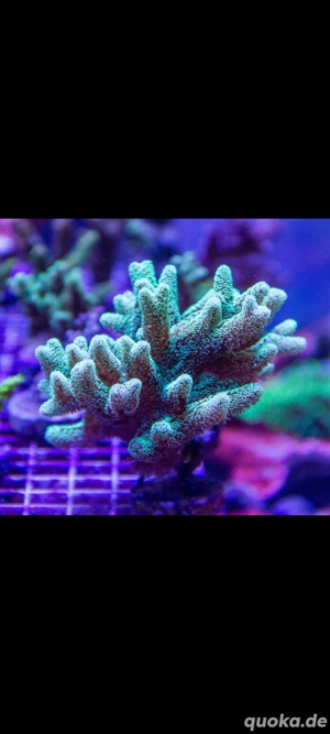 Seriatopora grün Meerwasser Ableger Korallen LPS SPS 