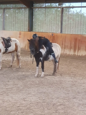 Suche Reitbeteiligung (Reiter sucht Pferd)