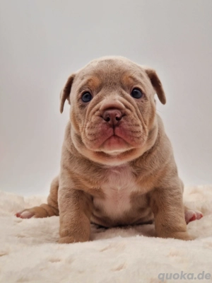 Old english bulldog Welpen, OEB