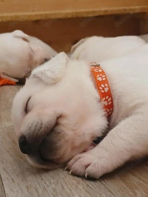 Labradorwelpen weiße - reinrassig