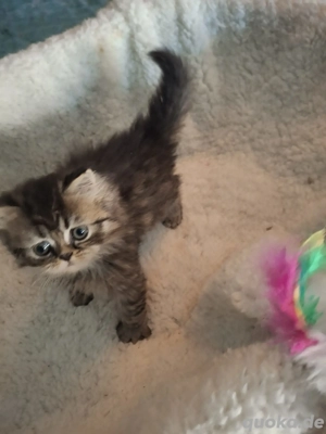 Reinrassiege perserkitten 
