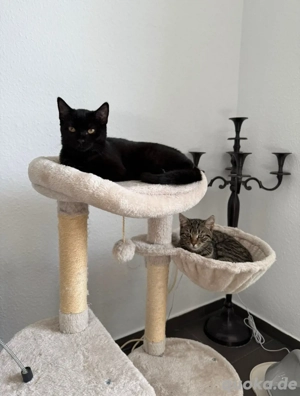 2 Europäisch kurzhaar kitten