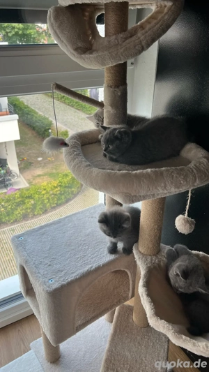 Babykatzen BKH BLK mix