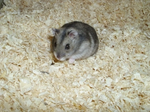 Dsungarischer Zwerghamster, Hamster Männchen, Dschungare