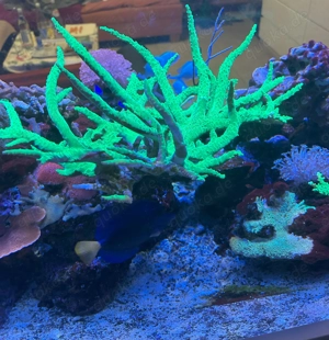 Korallenverkauf wegen Hobbyaufgabe