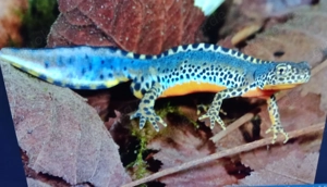 Bergmolch, Ichthyosaura alpestris ( Triturus ) Bild 4