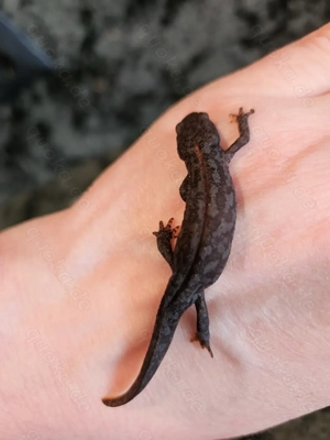Bergmolch, Ichthyosaura alpestris ( Triturus ) Bild 3