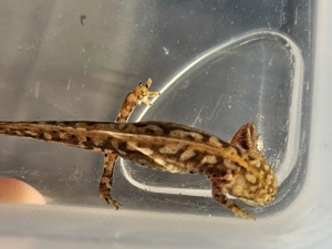 Bergmolch, Ichthyosaura alpestris ( Triturus ) Bild 5