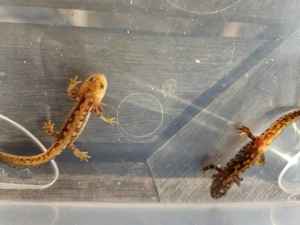 Bergmolch, Ichthyosaura alpestris ( Triturus ) Bild 6