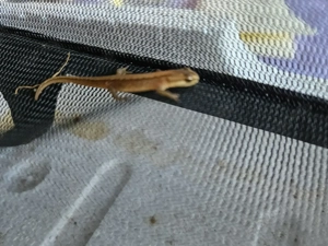 Teichmolch , Lissotriton vulgaris ( Triturus ) Bild 4