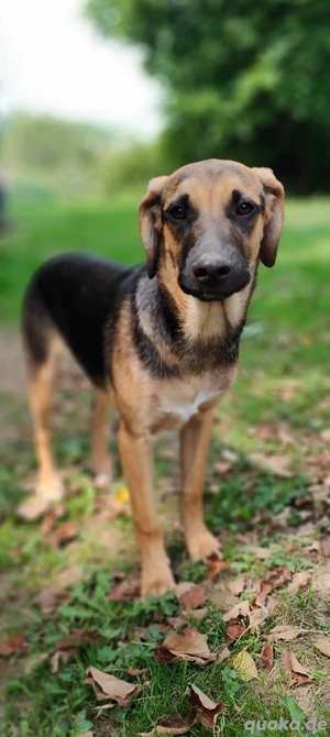 Jung Hunde zu vermitteln Bild 2