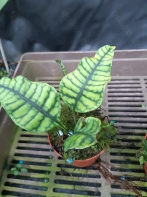 Terrarienpflanze Farn Neolepisorus ovatus truncatus