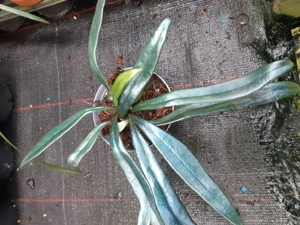 Terrarienpflanze Farn Microsorum thailandicum 