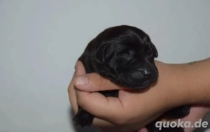 Wurfankündigung Labrador Retriever