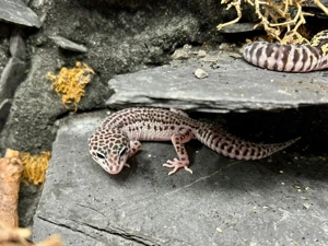 0.1 Total Eclipse Mack Snow Leopardgecko Weibchen