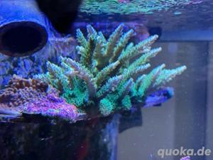 korallen meerwasser SPS Acropora Chalice Montipora 