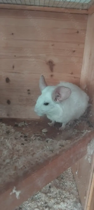 Chinchilla  pärchen