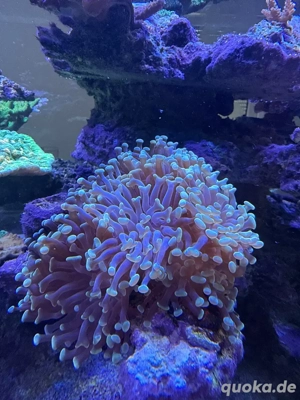 euphyllia golden nugget meerwasser koralle 