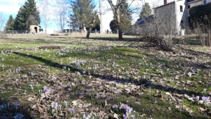 Freizeitgrundstück zu verkaufen Nähe Seifersdorf Sachsen Bild 5