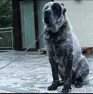Alabai (Zentralasiatischer Schäferhund)