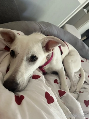 snoopy sucht ein zuahause