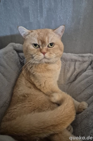 Bkh Gold (DECKKATER Sehr Erfahren)