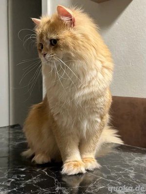 Deckkater golden black shell Ny 12. hat Stanmbaumm 