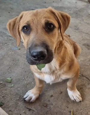 Kanalwelpe 117225 sucht seine Menschen