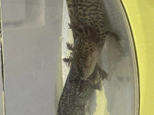 Axololt  Nachwuchs 