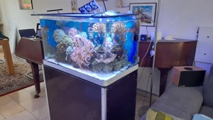 Meerwasser Aquarium mit Unterschrank und Osmose