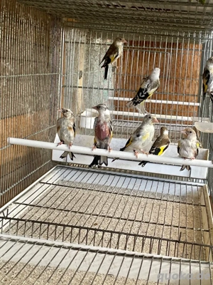 Stieglitz Major 2025 