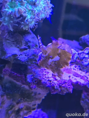 Verkaufe Tangfeilenfisch