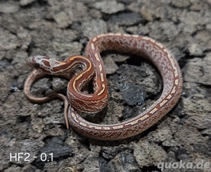 Fire, Blood Tessera, Tessera Motley, Amel