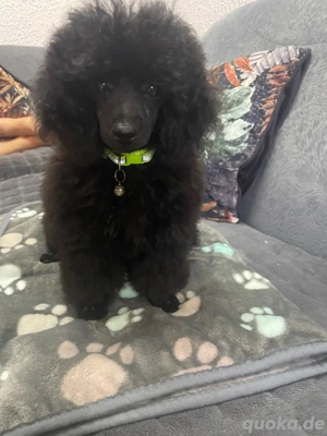 Zwergpudel welpe Bild 2