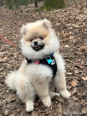 Süßer Zwergspitz-Rüde als Deckrüde verfügbar