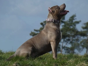 * DRINGEND   Traumzuhause für Medusa gesucht *