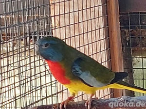 Zuchtreife Glanzsittiche