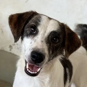 Blesso, geb. ca. 01 2025, lebt in GRIECHENLAND, auf einer privaten Pflegestelle 