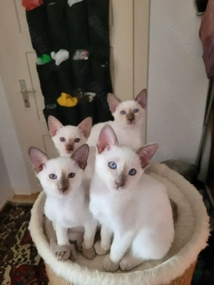Siam Lila-Point,  schoko - point ,1 kater 2 Mädchen 8 Monate alt.