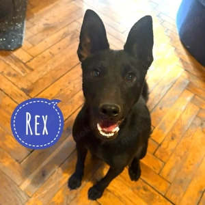 Rex, Belgischer Schäferhund Mix, intelligent und agil