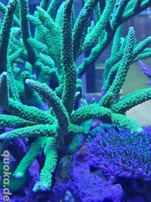 Acropora tumida Enzmann Meerwasser Ableger Korallen LPS SPS 