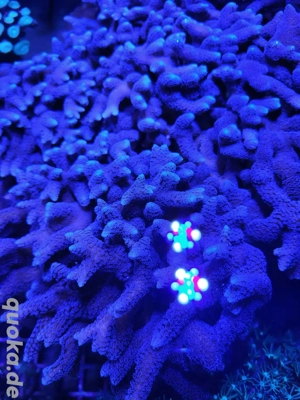 Seriatopora lila blau Meerwasser Ableger Korallen LPS SPS 
