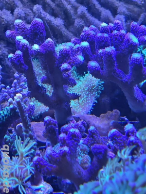 Stylophora Pistillata Milka Meerwasser Korallen Ableger LPS SPS 