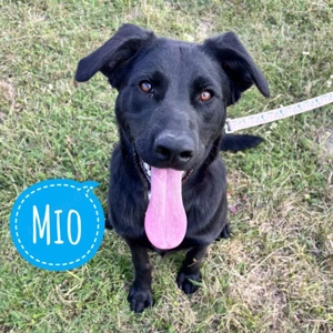 Mio, absoluter Traumhund, Labrador Mix, etwas größer
