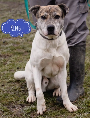 King, großer, stattlicher Mischling, Vermittlung nur nach Österreich!
